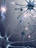Neural Pathways in the brain